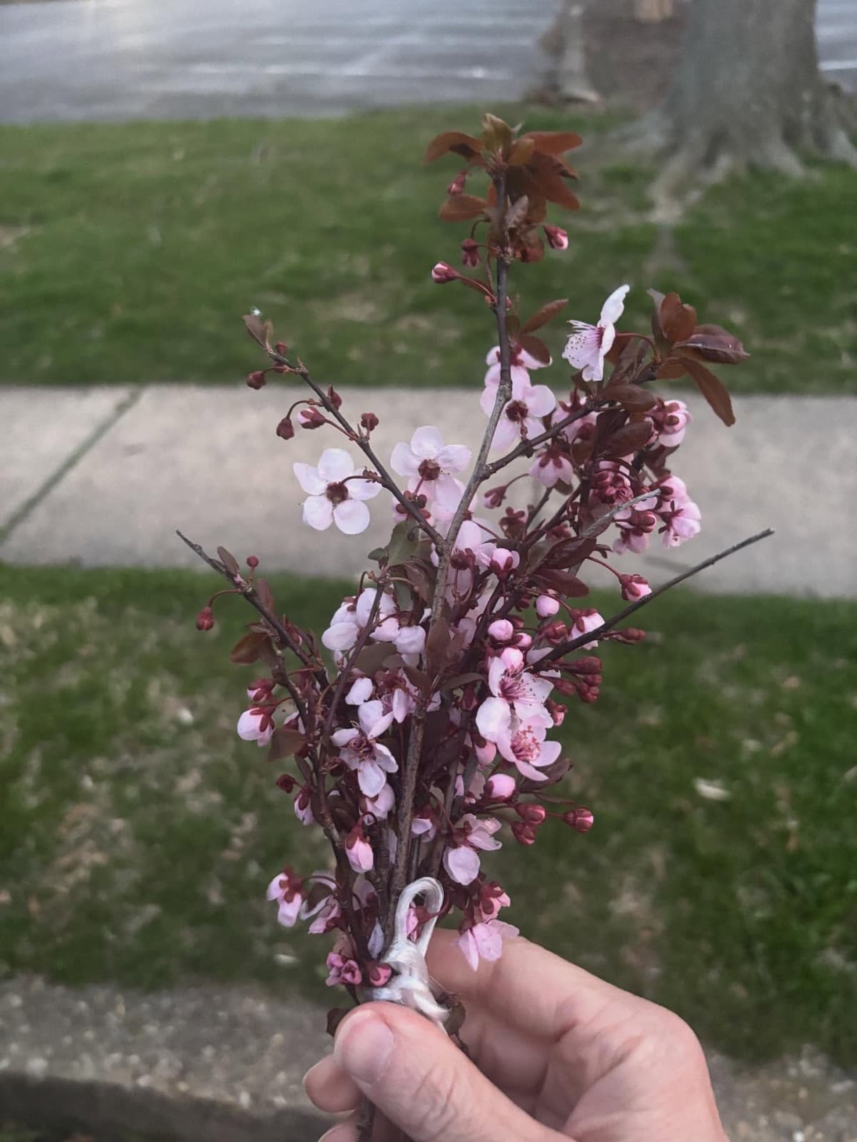 Instagram post: A sprig of pink spring blossoms held up over a green lawn